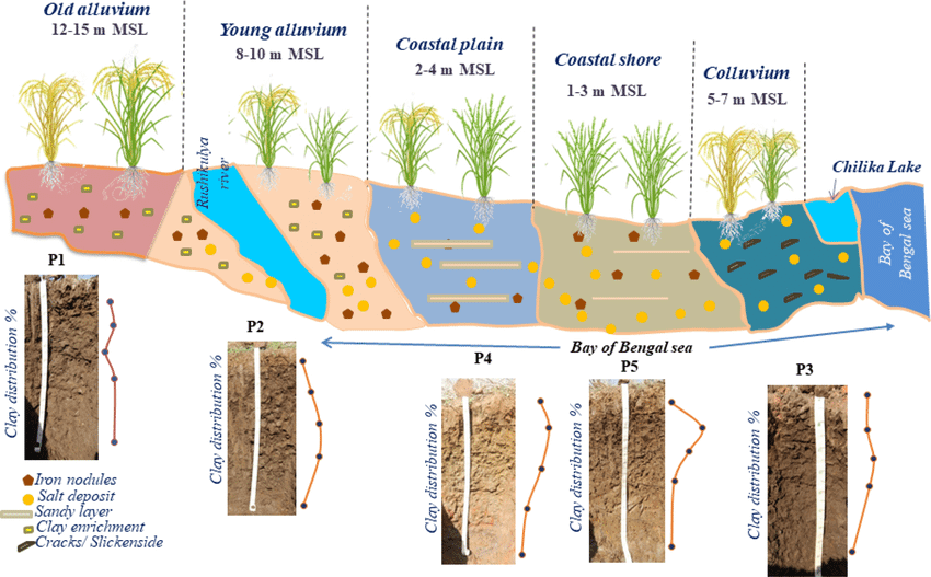 soil-characteristics-in-coastal-areas